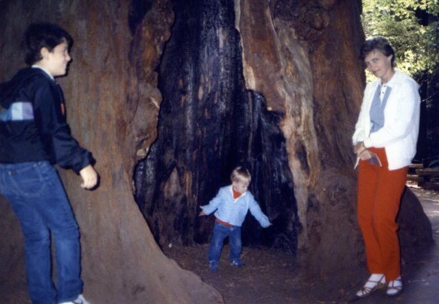 1986-08 Mighty mighty redwood Muir Woods.jpg