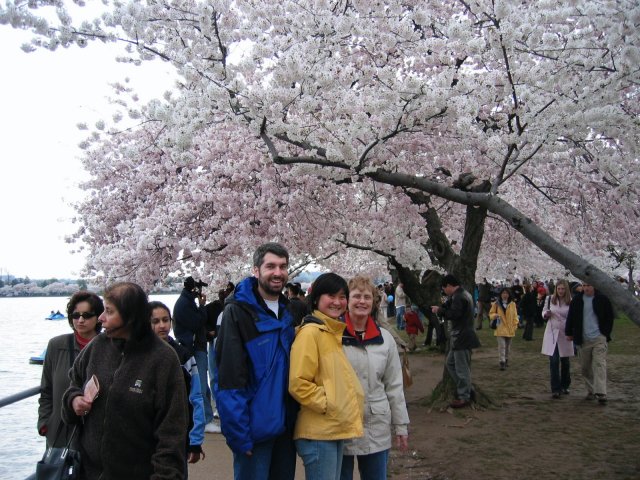 2004-04-03 cherry blossoms.jpg