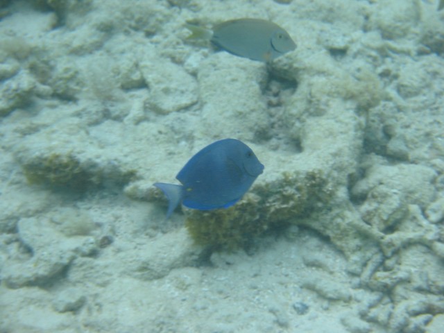 IMG_0520.jpg