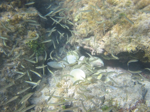 IMG_0860.jpg