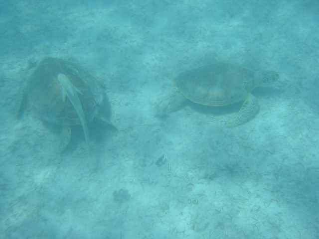 IMG_0913.jpg