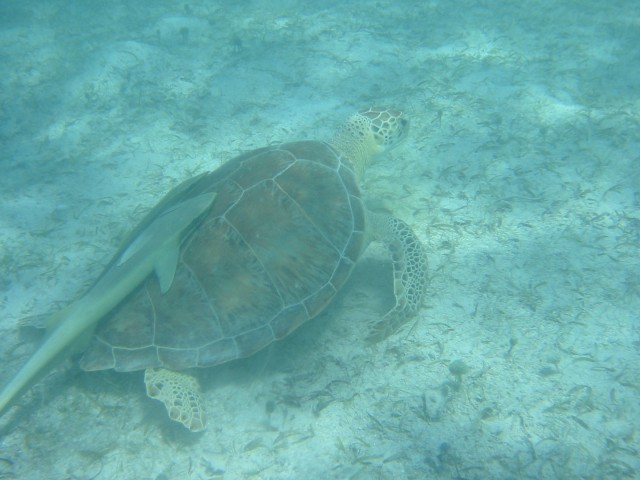IMG_0940.jpg