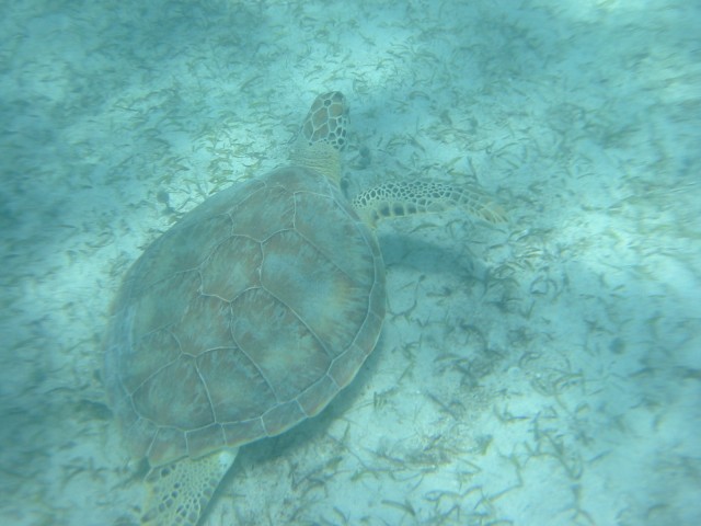 IMG_0956.jpg