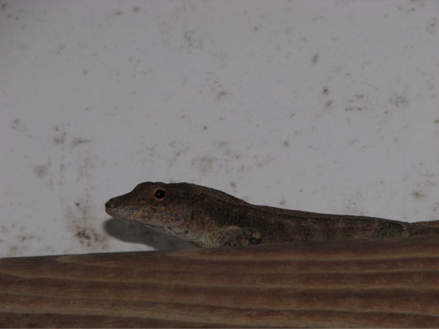 IMG_5699.jpg