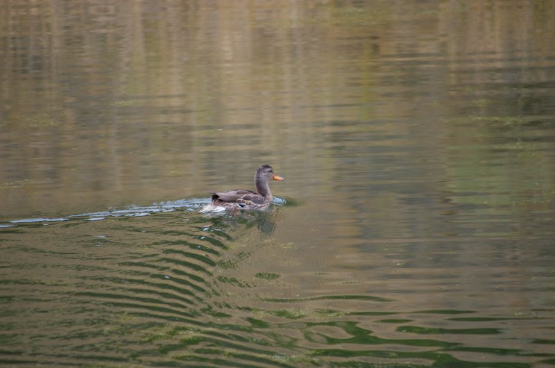 IMGP8034.jpg
