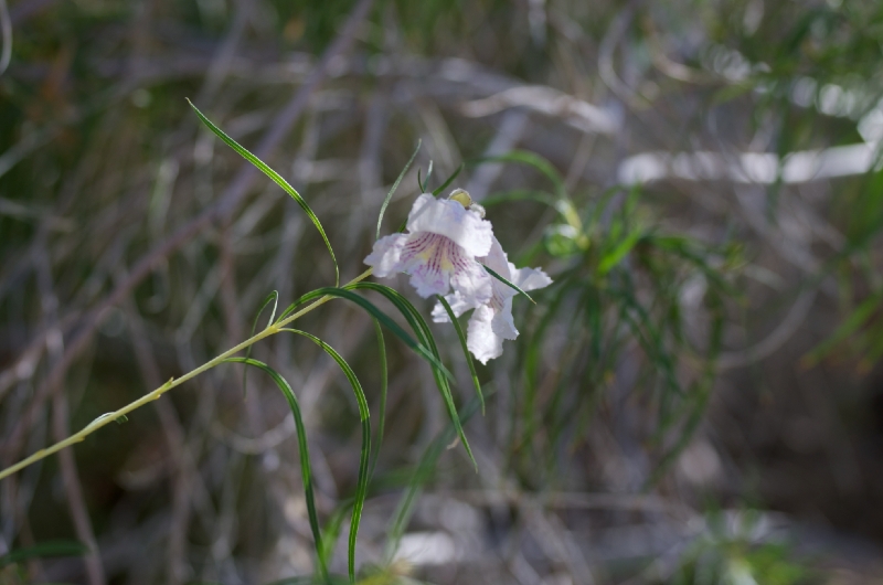 IMGP6134.jpg