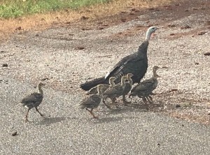 IMG_2242 Wild turkeys outside Whitefish, MT